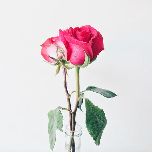 The Beauty Benefits of Rose Essential Oil (And Why We Use It)