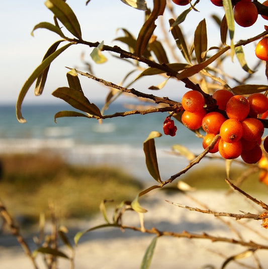 The Magic of Sea Buckthorn Oil