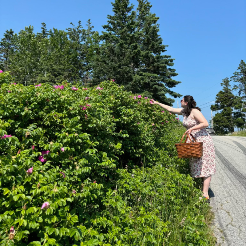 Island Apothecary | Wild-crafted beach rose water hydrosol | Maine made