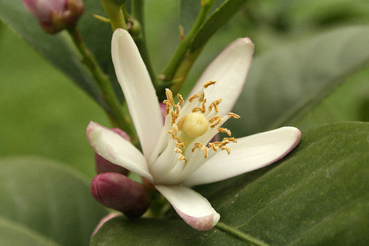 The History of Neroli Essential Oil (And Why We Love It)