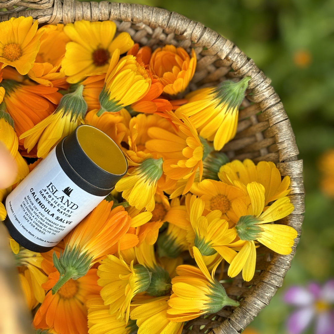 Calendula Salve *Harvest Batch*